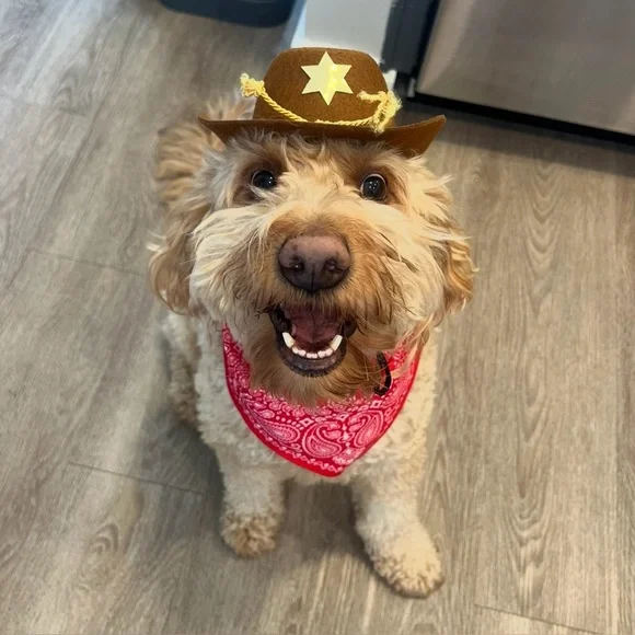 PetSmart Thrills & Chills Cowboy Hat Bandana Dog Cat Costume L/XL - Picture 2 of 8